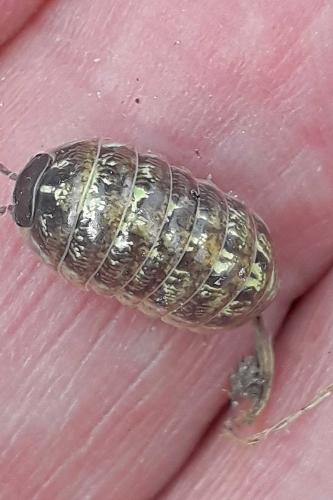 Armadillidium vulgare